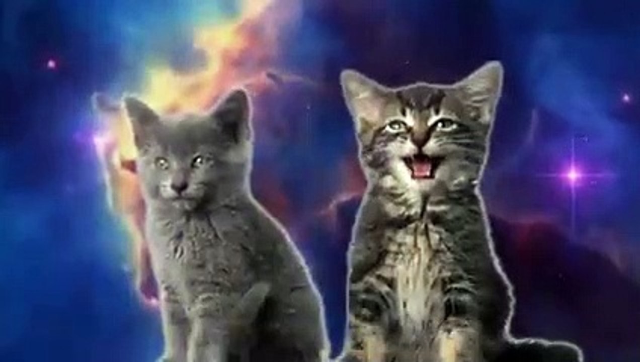 Space Cats Magic Fly | funny cats chanel