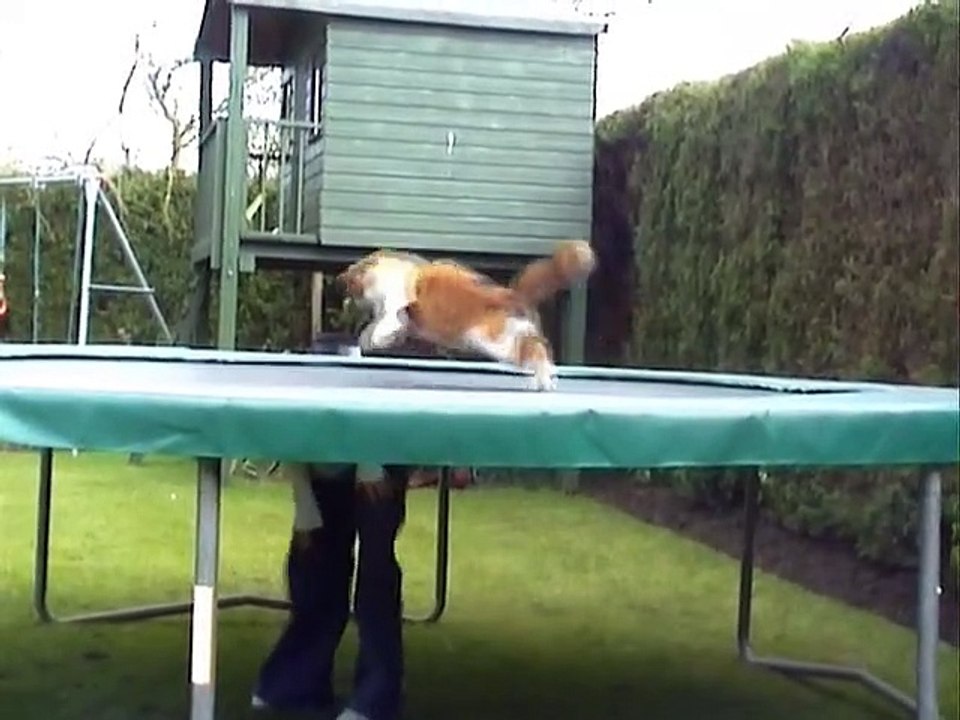 Cat on trampoline funny | Funny cats chanel