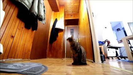 Sad Cat Misses His Owner | Funny Cats Chanel