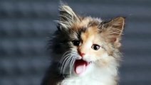 Cute KITTENS Sing In AUTOTUNE | funny cats chanel