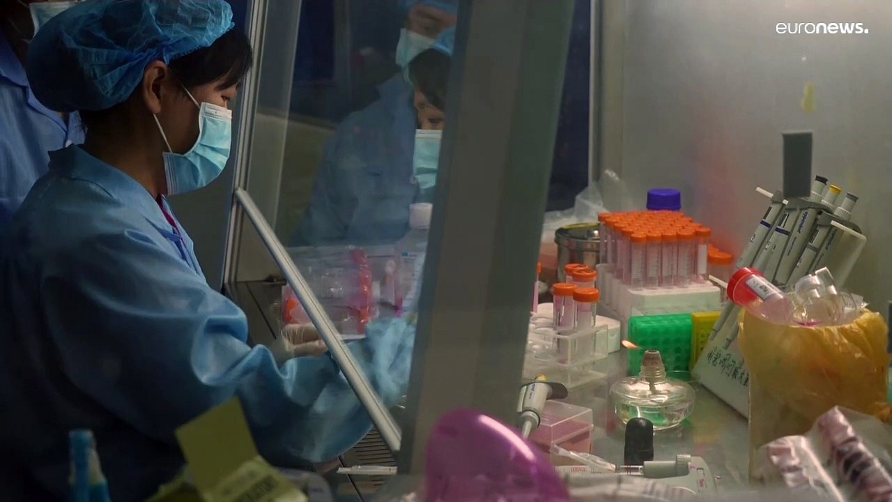 Wunschkatze aus der Petrischale: In China boomt der Markt für geklonte Haustiere