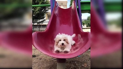 Baby Dogs - Cute and Funny Dog Videos