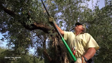 إسبانيا: تعرف على أسرار صناعة  أجود أنواع زيت الزيتون في العالم