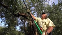 O azeite da Andaluzia e as tapas criativas à base de azeitonas