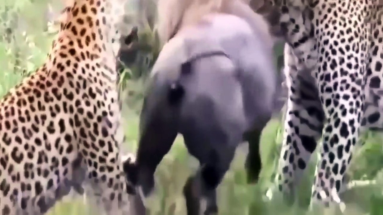 Snake Attack Rattlesnake Hunt, Snake vs Lions Animals Attack video