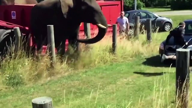 OMG! Wild Animals Attack Predators Rhino Foils Tiger Attack By Puncturing Tyre
