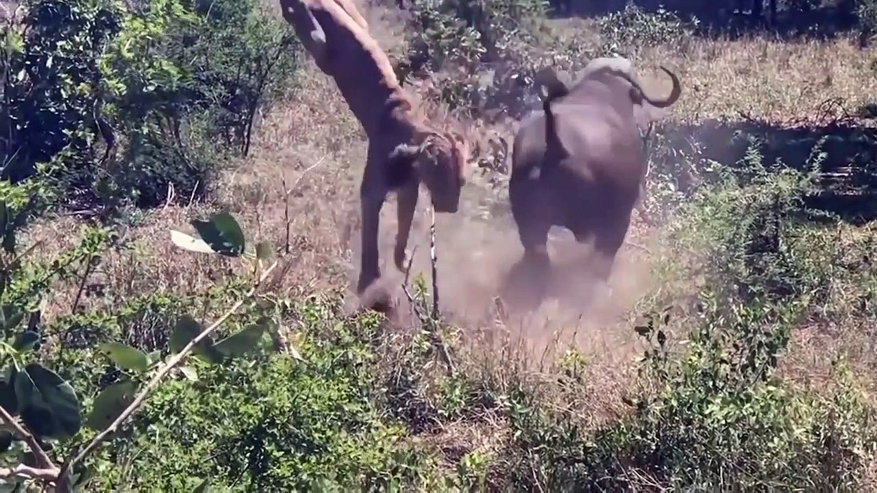 When Buffalo Angry! Buffalo Attack Car, Lion ,Hyena ,Tiger ,Warthog , Leopard ,Wildebeests, Wild Dog