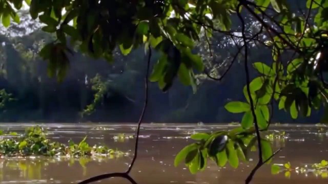 Good Elephant Rescue Kudu Escape Cheetah - Buffalo Lion Crocodile Leopard - Wild Animals Attack