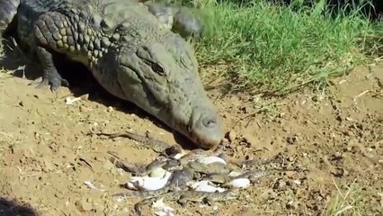 Incredible, The lion makes a surprise when he Protect Wildebeest family escape Hyena Hunting