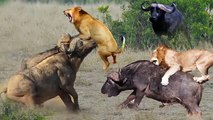 Great Strength Of Buffalo Can Not Resist Lion - Frantic Buffalo Against Lion - Lion vs Buffalo