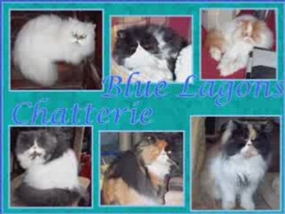 Blue Lagons Chats