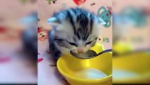 Baby Cats - Cute and Funny Baby Cat Videos Compilation | funny cats chanel
