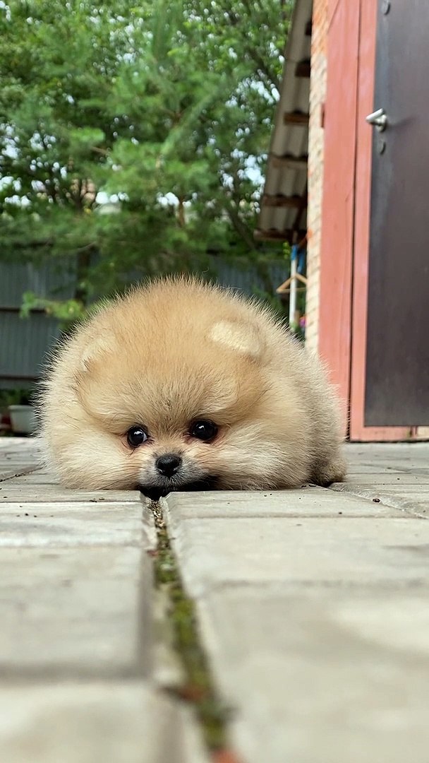 ⁣Animals life | Save animals | love animals