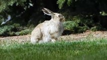 Rabbit enjoying grass | love animals 