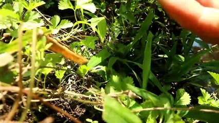 Full Video 365 Day Solo Camping, Build a House And Live Alone