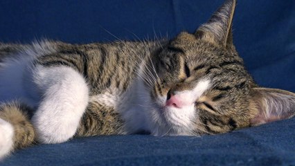 A Cat with Beautiful Eyes