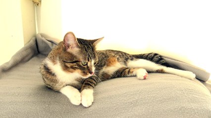 Cute Kitten Follows the Toy