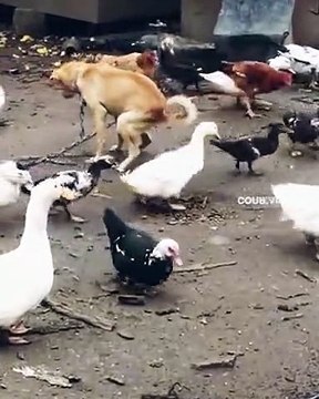 Petit repas pour les canards... miam miam