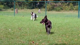 greyhound coursing 2023!dog race | coursing | racing