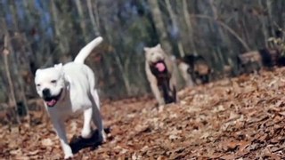 dogs funny compilation.