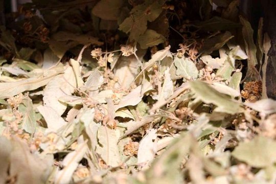 Soğuk hava doğal şifa deposu ıhlamura ilgiyi arttırdı