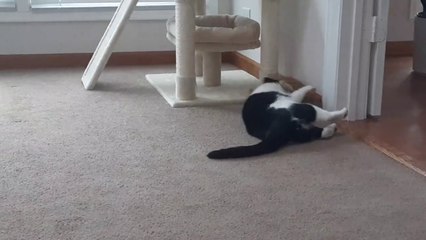 Time for fun...Cats play together