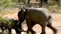 ELEPHANT Vs RHINO - The catastrophic battle of the Giants - Elephant attack 2021 - Lion vs Wild dog