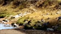 Zebra Tries To Cope With Lions And Crocodiles For Survival   Wild Animals Attack