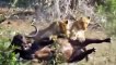 What Will Happen When The Mad Buffalo Attacks The Lion Tiger - Buffalo Lion Tiger Leopard Baboon