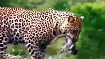 Intelligent Baboon Never Let Us Down - Tiger Cannot Hunting Monkey On High Tree - Animals Attack