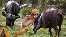 King Lion's Stupid Battle   Hundreds Of Angry Buffalo Destroy Male Lion   Buffalo VS Lion