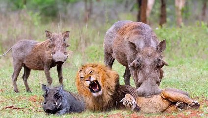 OMG! Warthog Too Dangerous When Lion Attacks - Incredible Moments When Lion Confront Warthog