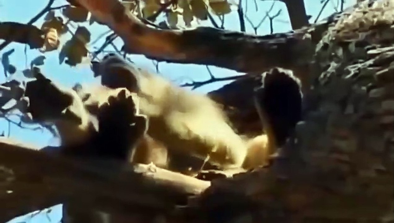 Baboon Made A Mistake On Stealing Lion Cub - Lion Climb A Tree To Catch Baboon To Save Baby