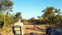 This Is Definitely Bitterest Lesson Giraffes Give To Lion Lion vs Giraffes, Lion vs Buffalo, Hyena