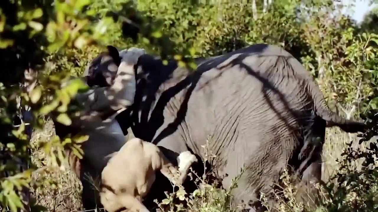 Snake Attack Rattlesnake Hunt, Snake vs Lions Animals Attack (2)