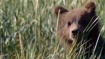 Bear vs 10 Hunting Dogs Mother Bear Try To Win 10 Hunting Dogs To Save Baby