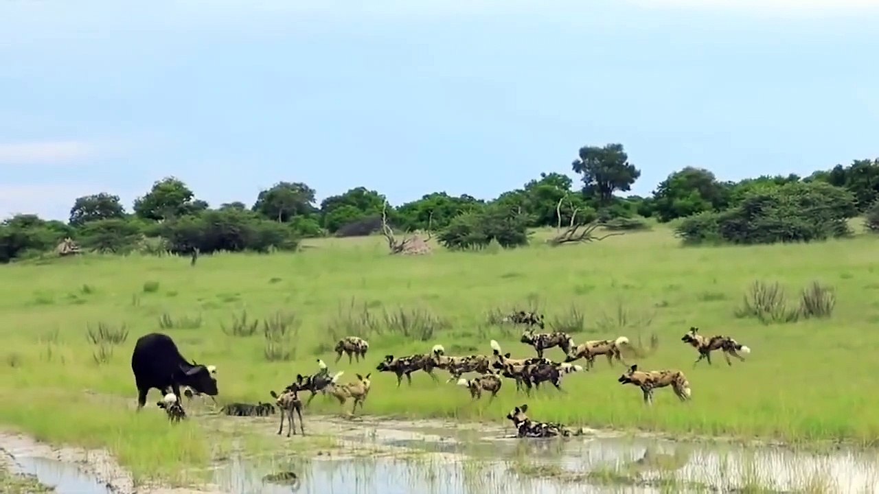 Lion Mistakes When Challenged Buffalo – Gorilla Save Deer From Anaconda Hunting, Buffalo vs Wild Dog