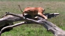 Crazy Buffaloes Resiliently Against Cruel Lions To Protect Their Herd - Wild Animals Attack