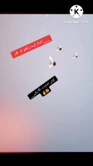 Pegions kabotar mashallah boht payary