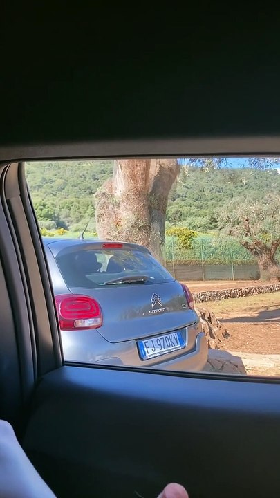 Hungry Camel Tries to Get into Car
