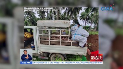 30 buhay na baboy na planong ipuslit sa Cagayan de Oro, naharang ng mga otoridad | UB