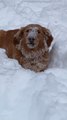 Dog Digs Into Snow And Eats it While Playing Outside