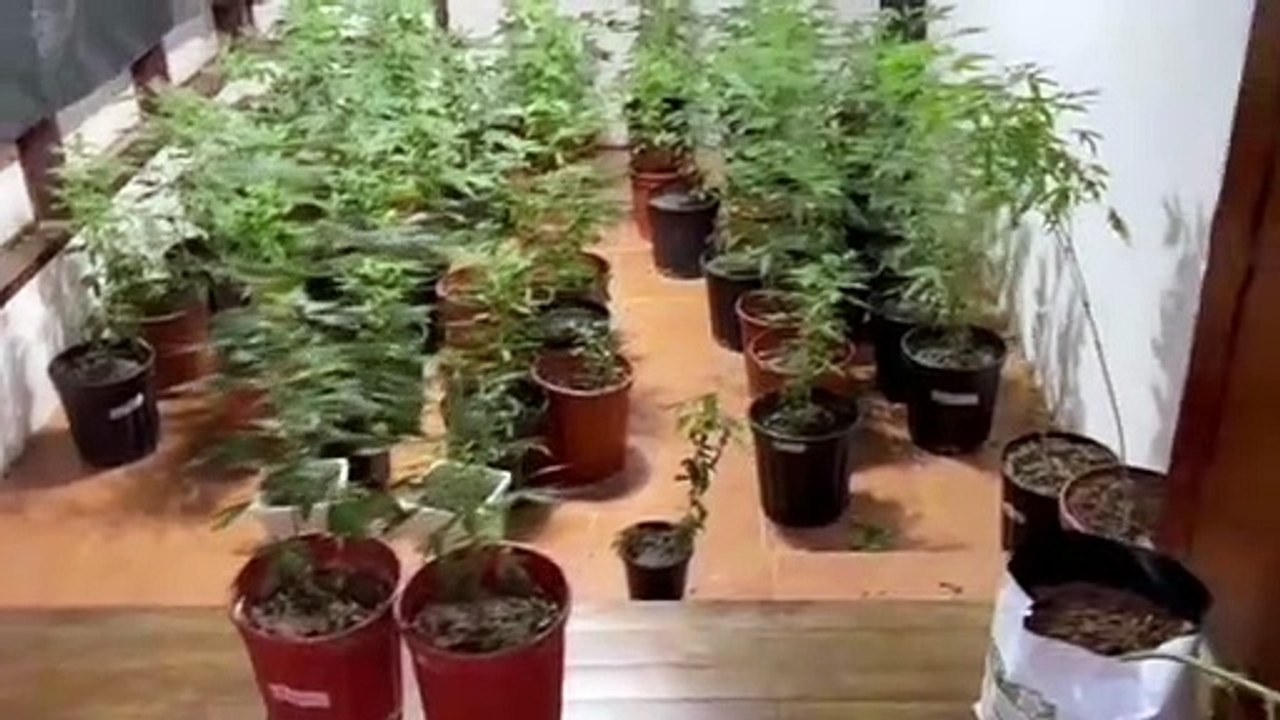 LABORATORIO MARIHUANA