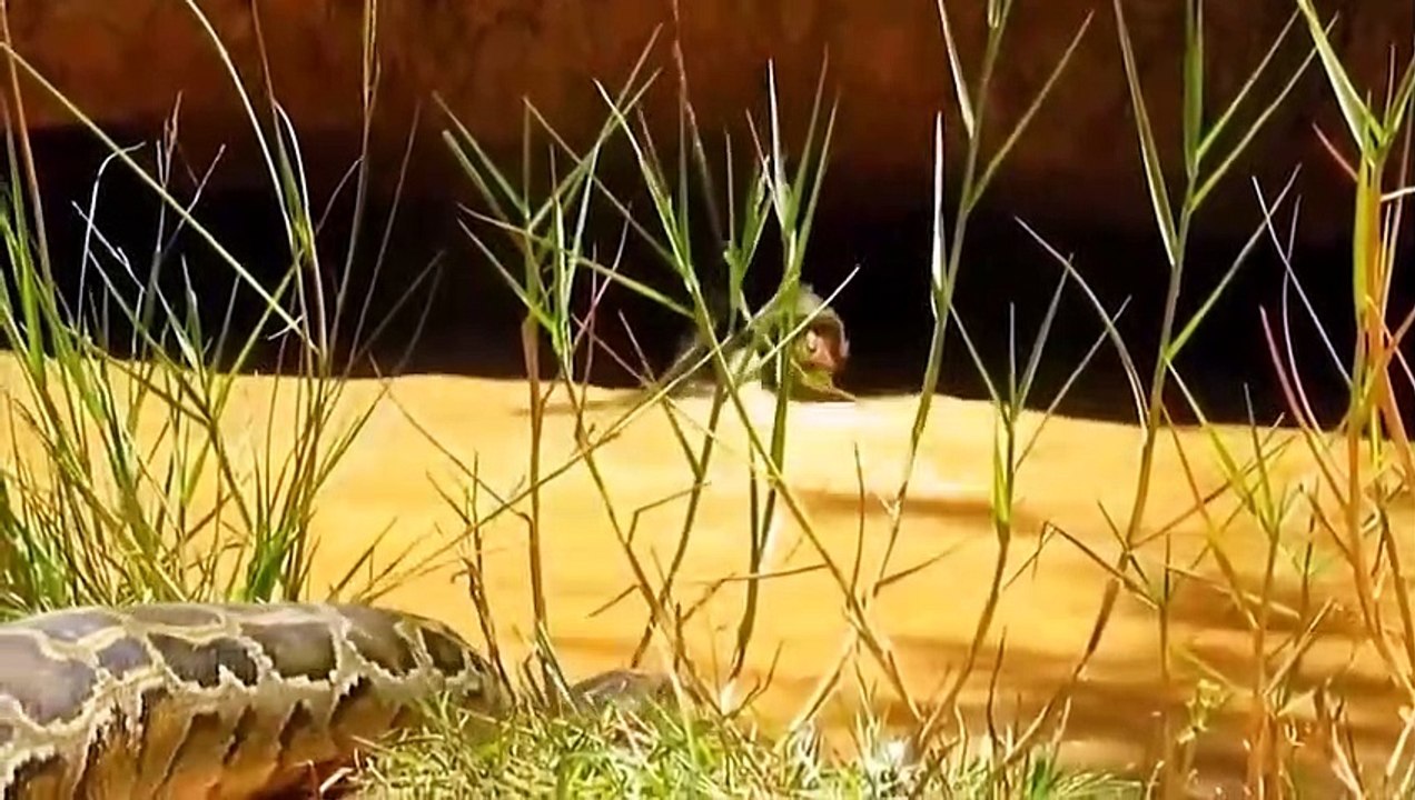 Cheetah helplessly as a joke to make fun Lion vs Crocodile, Harsh Life of Wild Animals