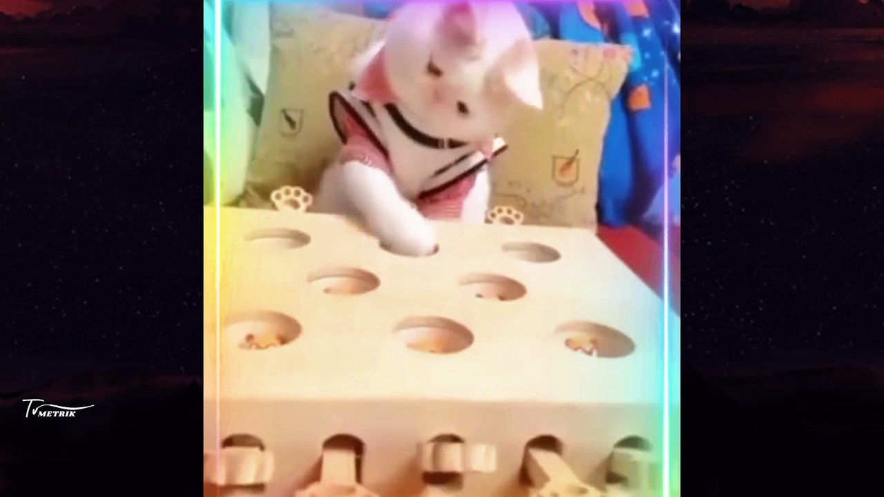 Funny Animals Compilation |  Funniest Animals Vines 2023