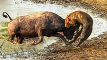 Battle Goes Into The History Of Lion - Buffalo Throws Lion Into The Air To Escape - Lion, Buffalo