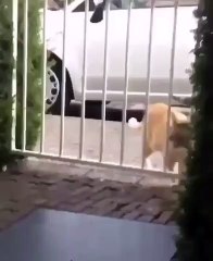 Gato gordito queda atorado en una reja