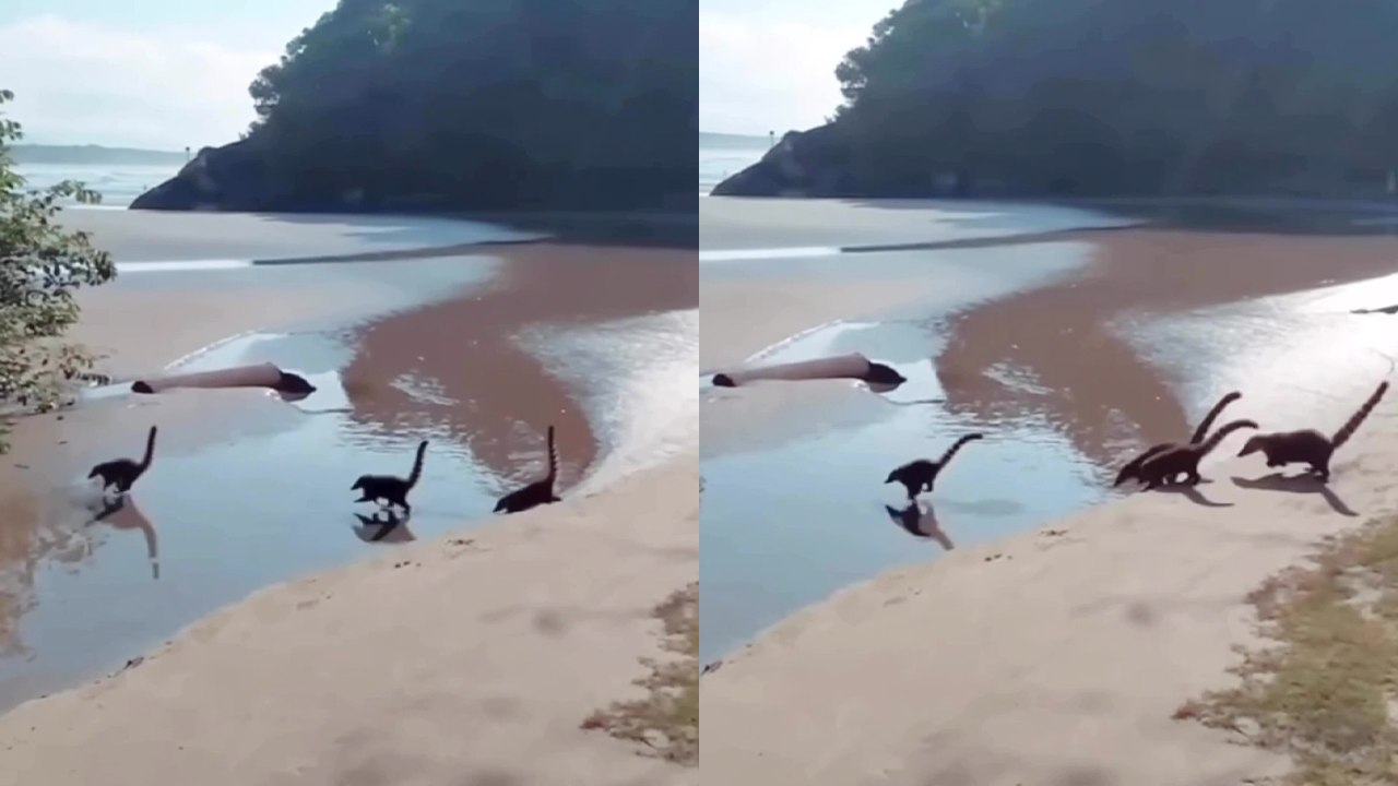 Spectacular sighting of dinosaurs at Brazilian beach... SIKE!