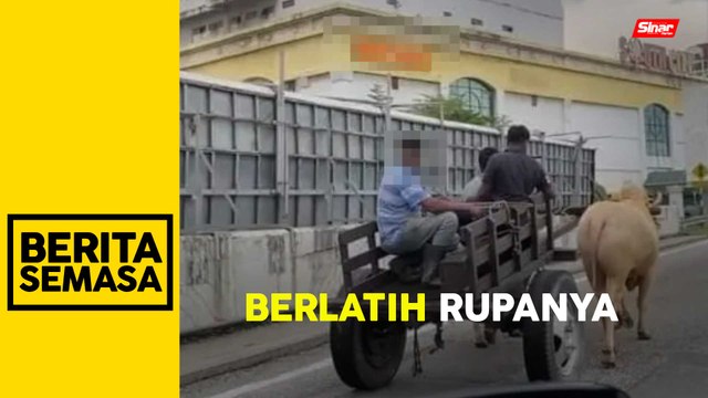 Kereta lembu atas jalan untuk latihan Thaipusam