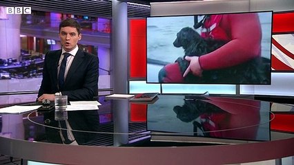 Stranded dog gets rescued off the coast of Chile
